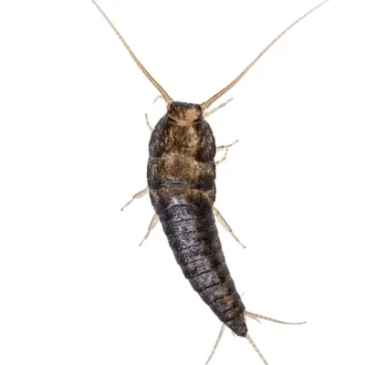 Silverfish | World Pest Control serving Salina, KS