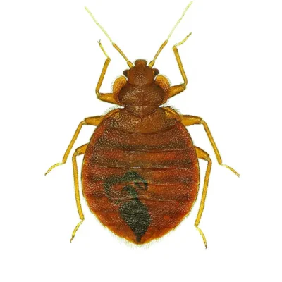 Bed Bug | World Pest Control serving Salina, KS