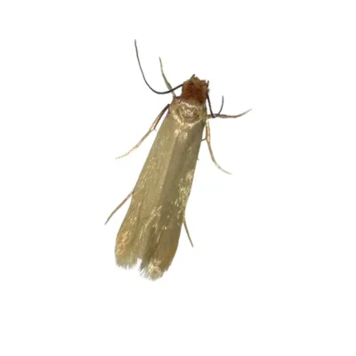 Clothes Moth | World Pest Control serving Salina, KS