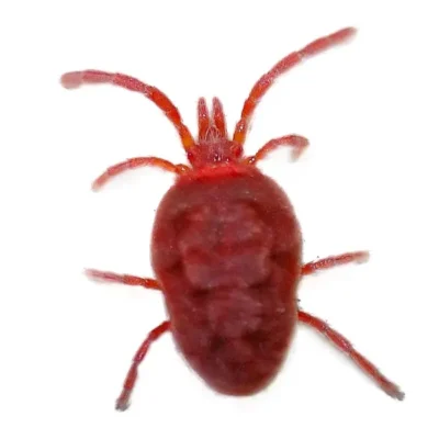 Clover Mite | World Pest Control serving Salina, KS