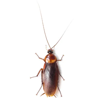 Cockroach | World Pest Control serving Salina, KS