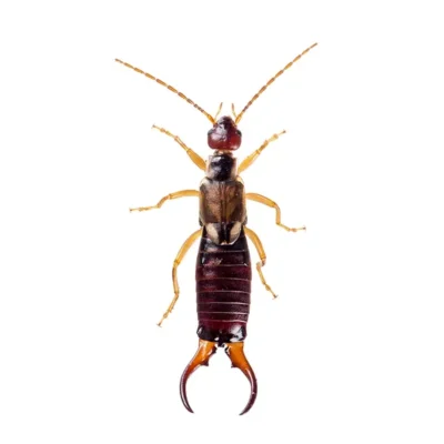 Earwig | World Pest Control serving Salina, KS