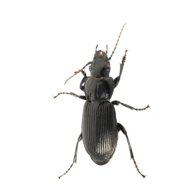 Ground Beetle | World Pest Control serving Salina, KS