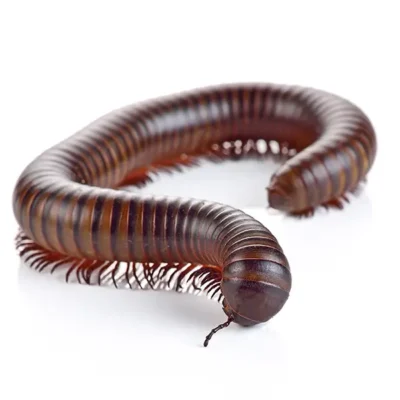 Millipede | World Pest Control serving Salina, KS