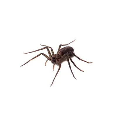 Spider | World Pest Control serving Salina, KS