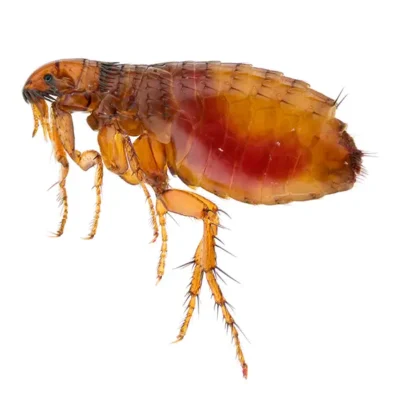 Flea | World Pest Control serving Salina, KS