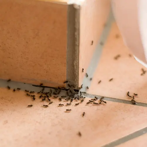 Ants crawling on a tile floor in a house | World Pest Control serving Salina, KS