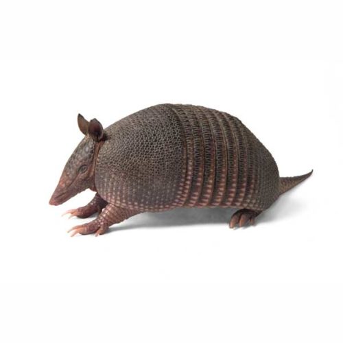 Armadillos | How to Identify Armadillos in Kansas | Armadillo Habitat