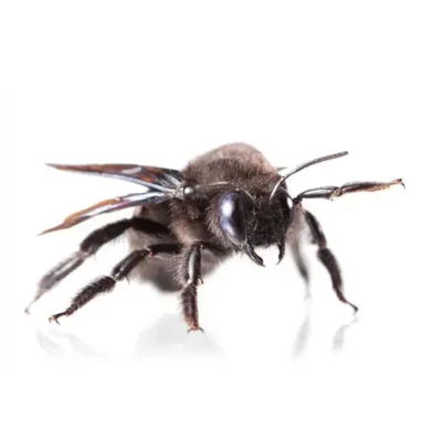 Carpenter Bee | World Pest Control serving Salina, KS