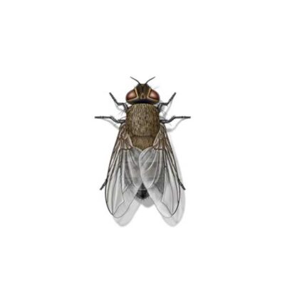 Cluster Fly | World Pest Control serving Salina, KS