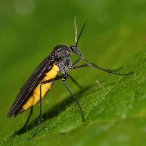 Fungus Gnats | Identifying Fungus Gnats in Kansas | Fungus Gnat Behavior