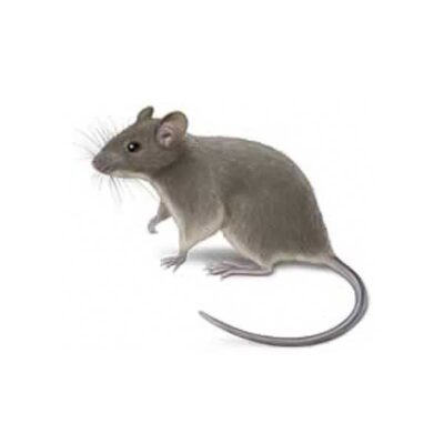 House Mouse | World Pest Control serving Salina, KS