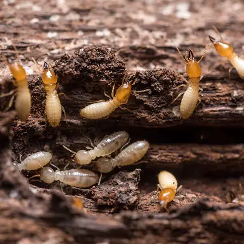 A Closeup of termites destroying wood | World Pest Control serving Salina, KS