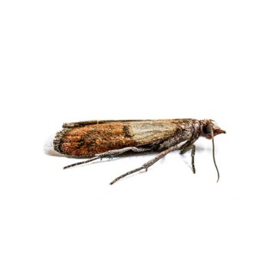 Indian Meal Moth | World Pest Control serving Salina, KS