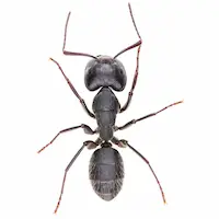 Carpenter Ant | World Pest Control serving Salina, KS