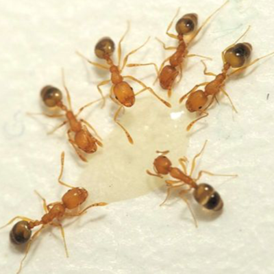 Pharaoh Ants | Pharaoh Ant Habitats & Behaviors in Kansas