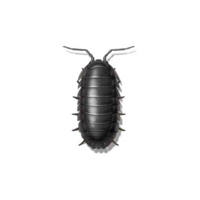 Sow Bug | World Pest Control serving Salina, KS