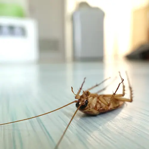 A dead cockroach on a tile floor in a house | World Pest Control serving Salina, KS