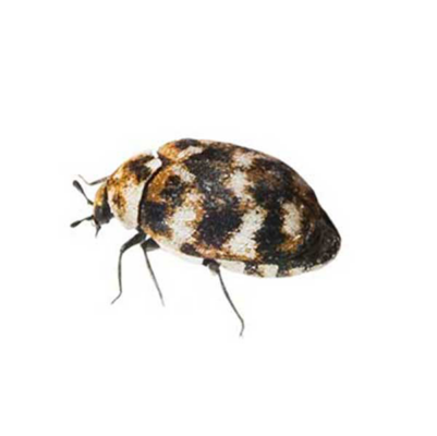 Varied Carpet Beetle | World Pest Control serving Salina, KS